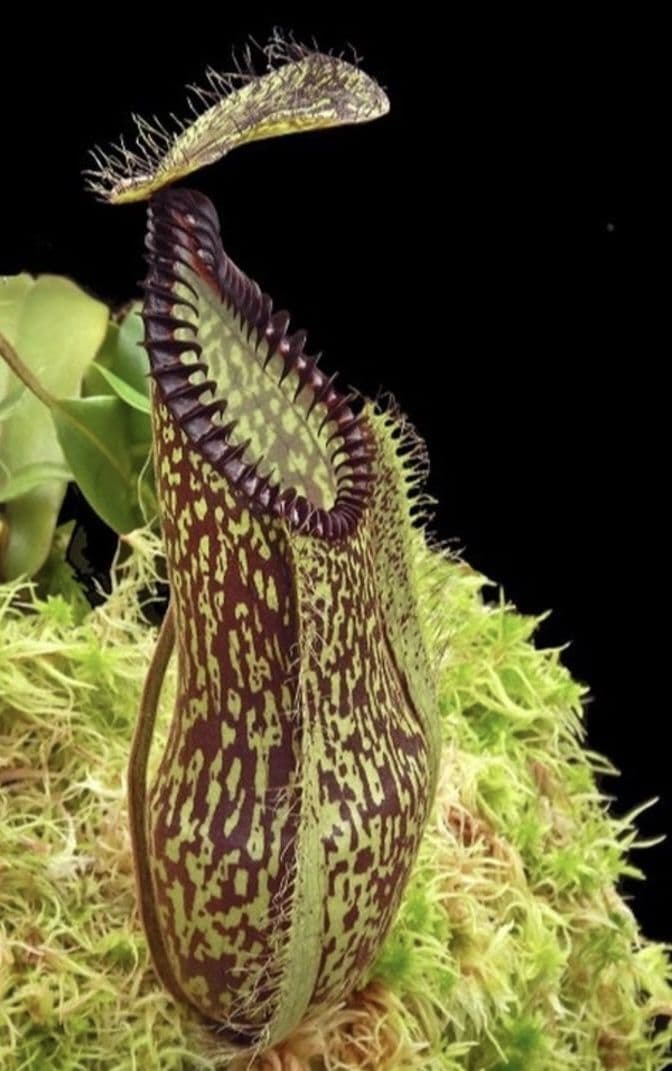 BE4044 N hamata Lumut x Tambusisi - assorted clones