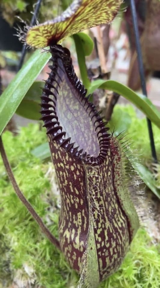 BE4044 N hamata Lumut x Tambusisi - assorted clones