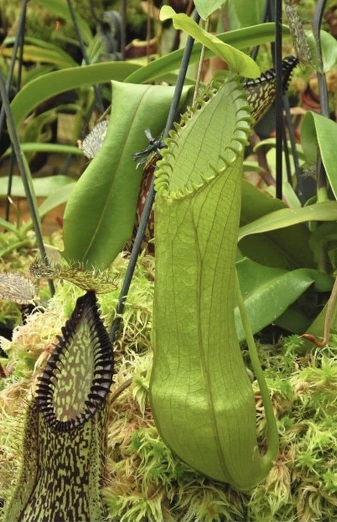 BE4044 N hamata Lumut x Tambusisi - assorted clones