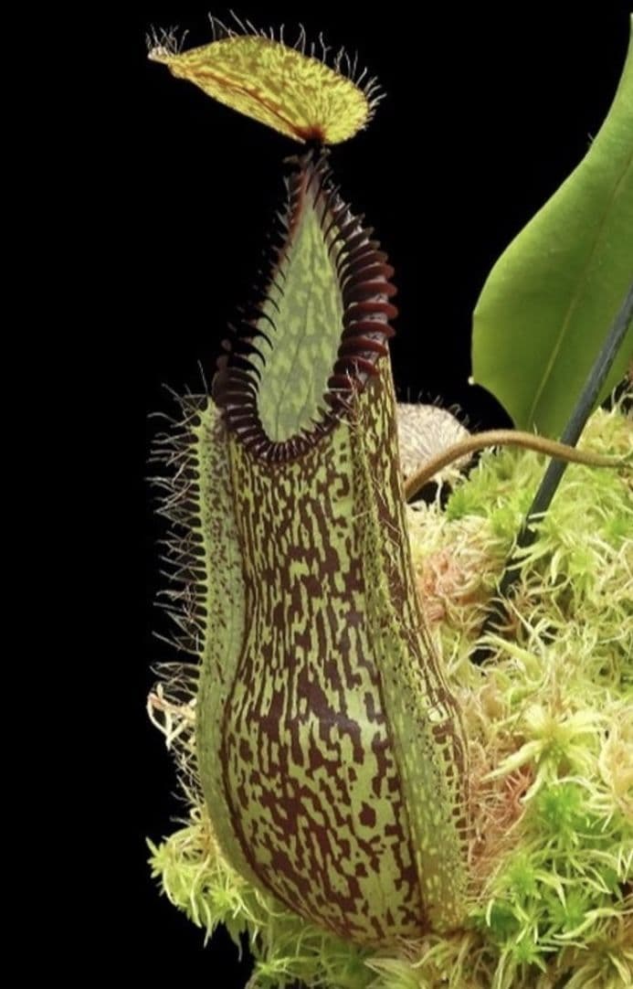 BE4044 N hamata Lumut x Tambusisi - assorted clones