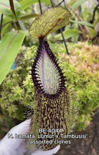 BE4044 N.hamata ‘Lumut x Tambusisi’ - assorted clones