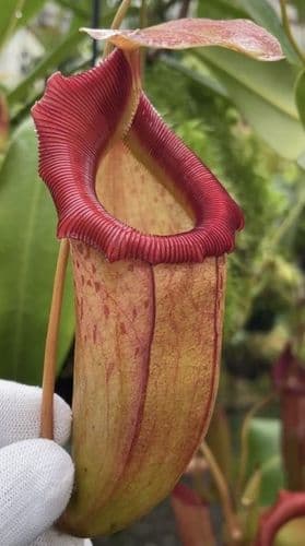 BE4046 N.burkei x flava