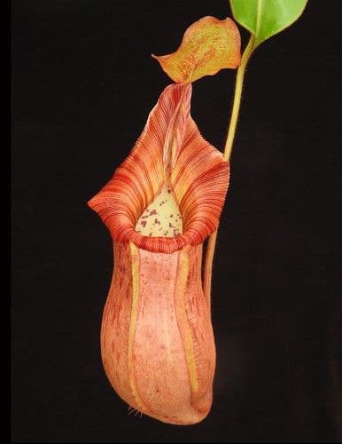 BE4047 N. petiolata x veitchii - assorted clones