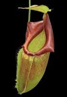 BE4048 N. spathulata x flava – assorted clones