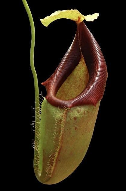 BE4048 N. spathulata x flava – assorted clones