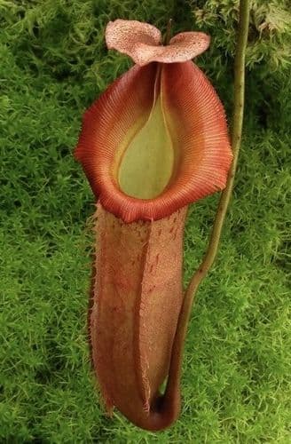 BE4053 N.veitchii x (burbidgeae x edwardsiana)