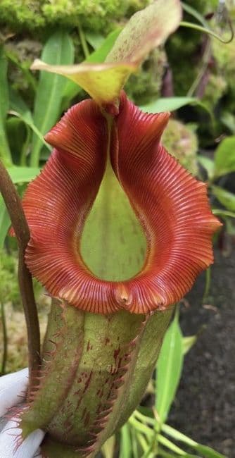 BE4053 N.veitchii x (burbidgeae x edwardsiana)