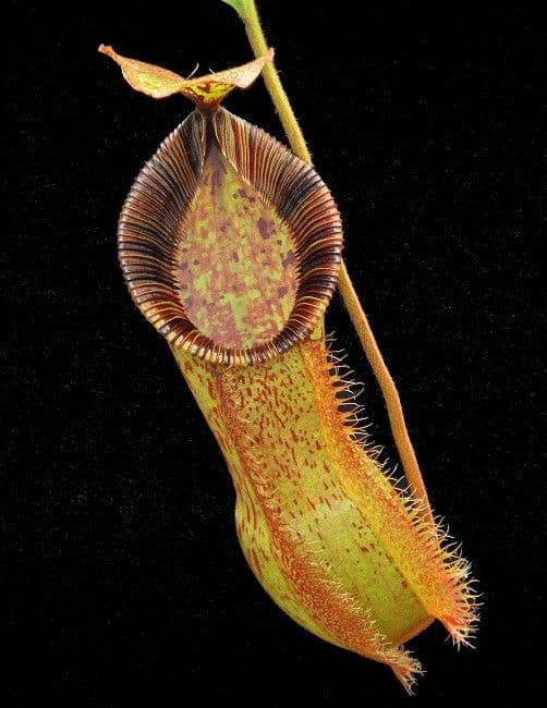 BE4057 N. hamata x (veitchii x lowii) – assorted clones