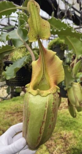 BE4061 N.veitchii x maxima