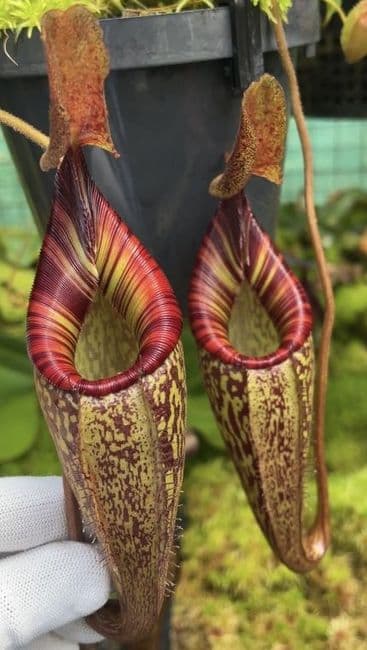 be4063-n.-talangensis-x-