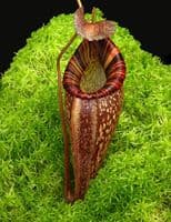 BE4063 N. talangensis x spectabilis – assorted clones