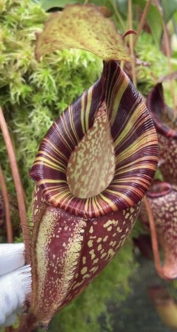 BE4063 N. talangensis x spectabilis – assorted clones