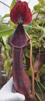 BE4067 N. boschiana x lowii