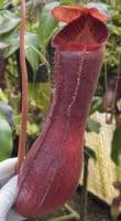 BE4067 N. boschiana x lowii