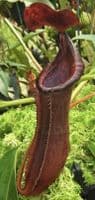BE4067 N. boschiana x lowii