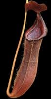 BE4067 N. boschiana x lowii
