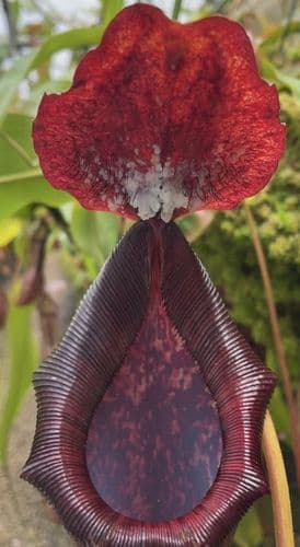 BE4067 N. boschiana x lowii