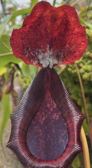 BE4067 N. boschiana x lowii