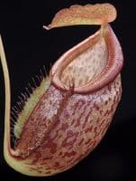 BE4069 N. gymnamphora x tenuis – seed grown
