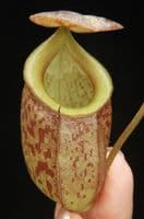 BE4069 N. gymnamphora x tenuis – seed grown