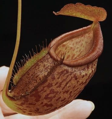 BE4069 N. gymnamphora x tenuis – seed grown