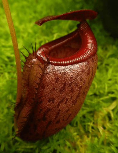 BE4070 N. mira x tenuis – assorted clones