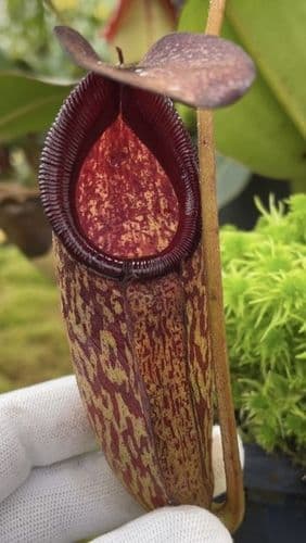 BE4071 N. rajah x klossi - assorted clones