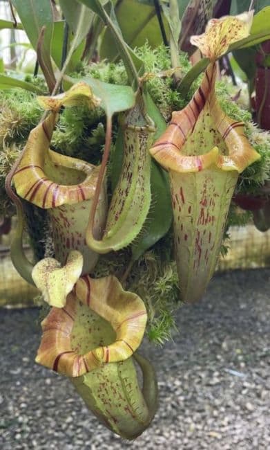 BE4072 Nepenthes veitchii x platychila x platychila