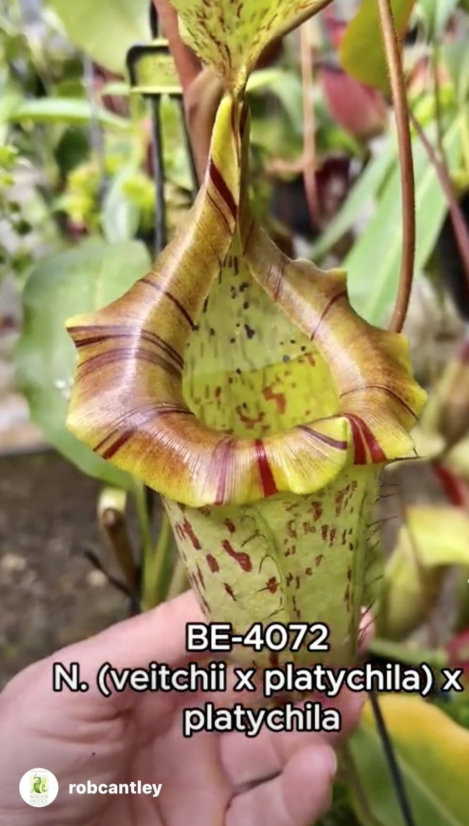 BE4072 Nepenthes veitchii x platychila x platychila