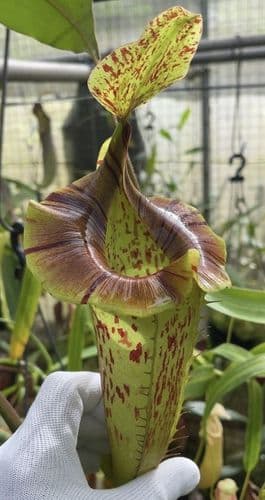 BE4072 Nepenthes (veitchii x platychila) x platychila