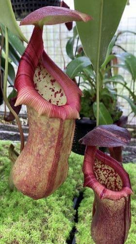 BE4074 N. robcantleyi x ventricosa – assorted clones