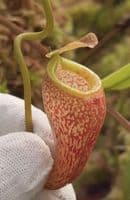 BE4075 N. talangensis – assorted clones
