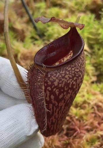 BE4075 N. talangensis – assorted clones