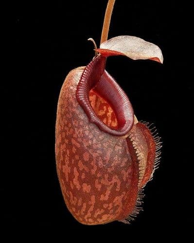 BE4076 N. densiflora x aristolochioides – assorted clones