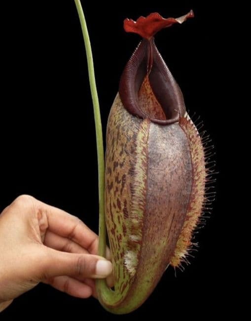 BE4077 N.spathulata x aristolochioides