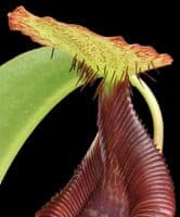 BE4080 N. singalana x lowii – assorted clones