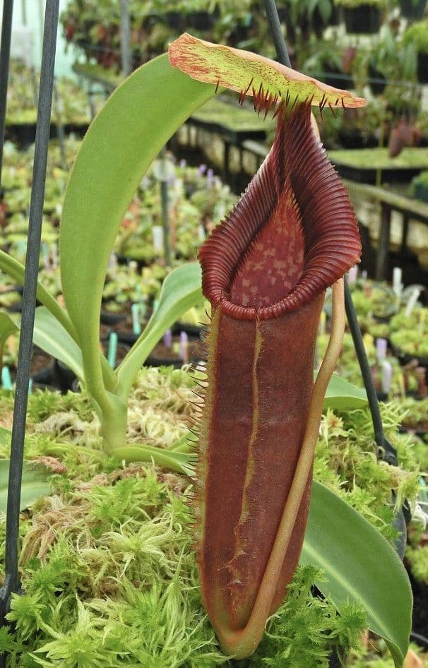 BE4080 N singalana x lowii assorted clones