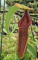 BE4080 N. singalana x lowii – assorted clones