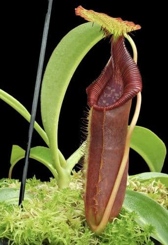 BE4080 N. singalana x lowii – assorted clones