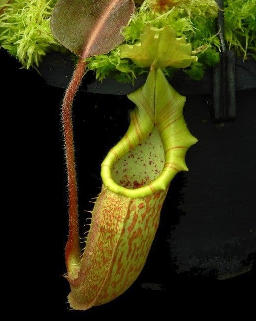 BE4081 N. maxima ‘Sulawesi wavy leaf’ – assorted clones