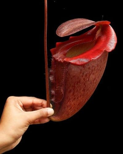 BE4083 N. rajah x tenuis - assorted clones