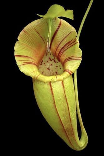 BE4084 N.ovata