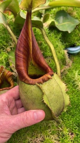 BE4087 Nepenthes veitchii ‘intermediate’ – assorted clones