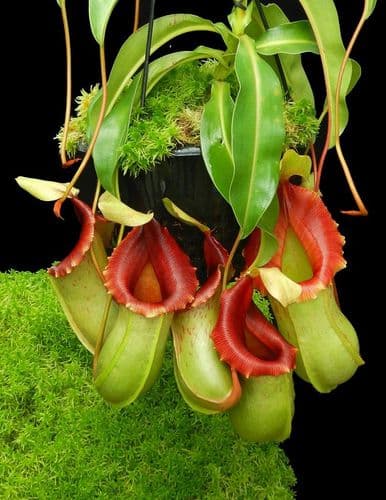 BE4500 N. veitchii x ventricosa – assorted clones