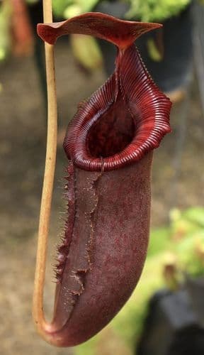 BE4502 N. rajah x lowii – assorted clones