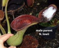 BE4504 N. sibuyanensis x lowii – assorted clones