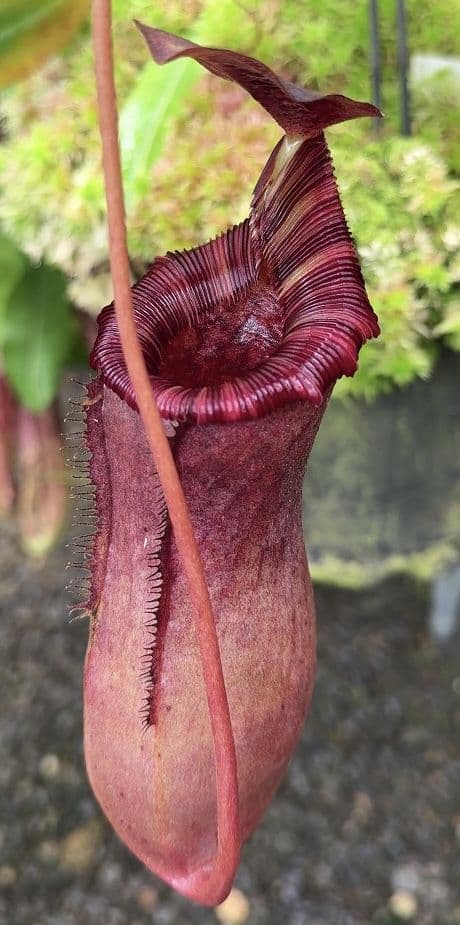 BE4504 N sibuyanensis x lowii assorted clones
