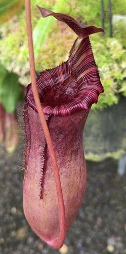 BE4504 N. sibuyanensis x lowii – assorted clones