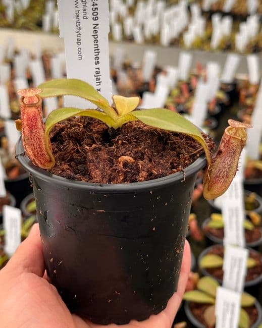 BE4509 N rajah x platychila