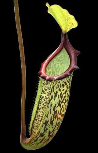 BE4509 N.rajah x platychila